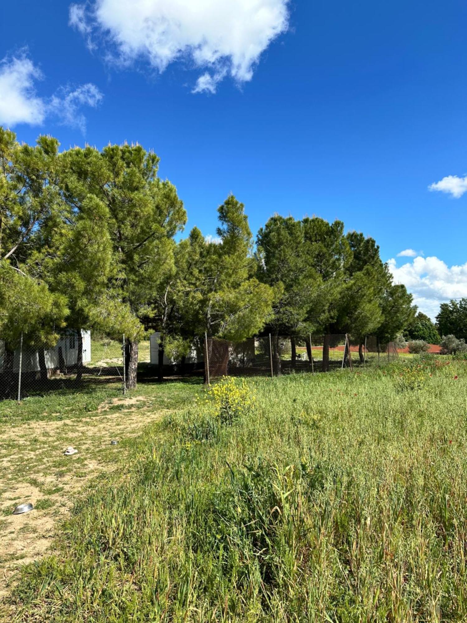 Bungalow Infanta Torrelaguna Esterno foto